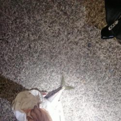 激渋ケンサキイカとデカサバ