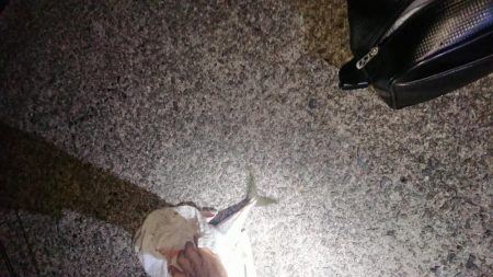 激渋ケンサキイカとデカサバ