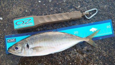 神戸7防アジングかなり良いです！