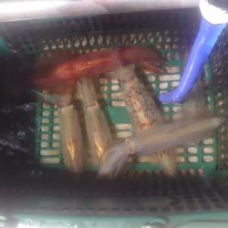 初福井イカメタル