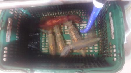 初福井イカメタル