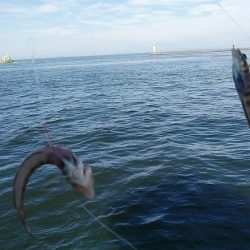 播磨新島でキス釣り