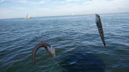 播磨新島でキス釣り
