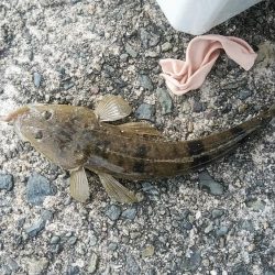 津居山港小島岸壁のキス