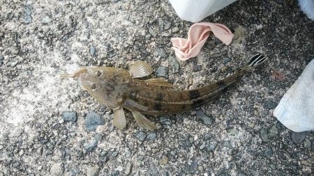 津居山港小島岸壁のキス