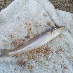 高砂港でキス狙い