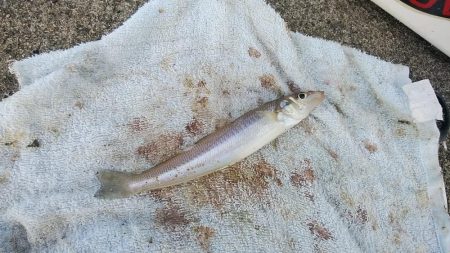 高砂港でキス狙い