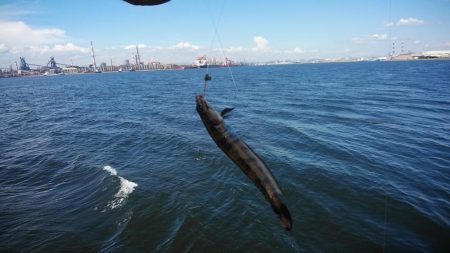 依然厳しい播磨新島のキス