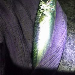 帰省に大サバ釣って持って行くわ！と言ったものの・・・