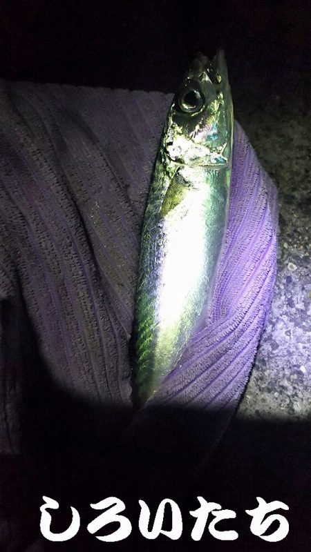 帰省に大サバ釣って持って行くわ！と言ったも…