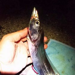 サバいなかった。。。