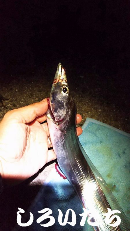 サバいなかった。。。