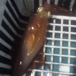 やる気スイッチどこ～？