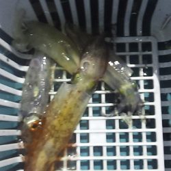 いつまで続くのこの渋さ