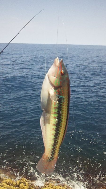 灼熱底カゴ釣りで多魚種ゲット～