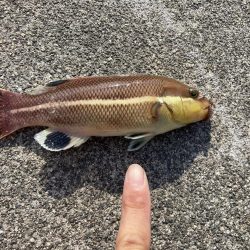 東二見人工島前打ちコブダイ