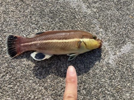 東二見人工島前打ちコブダイ