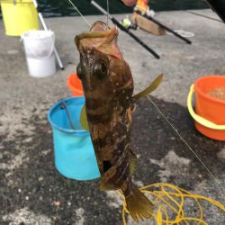 マゴチ、ツバス、アコウ