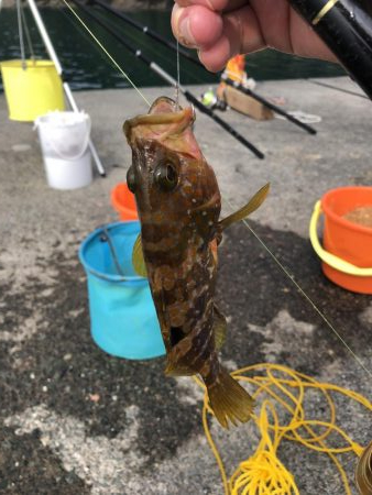 マゴチ、ツバス、アコウ