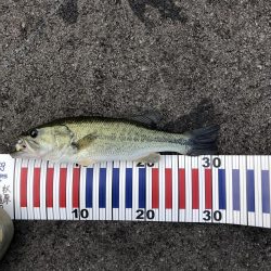 今年も無事釣れました