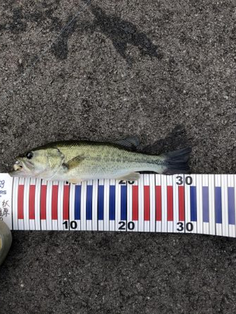 今年も無事釣れました