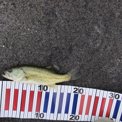 減水影響あるなぁー