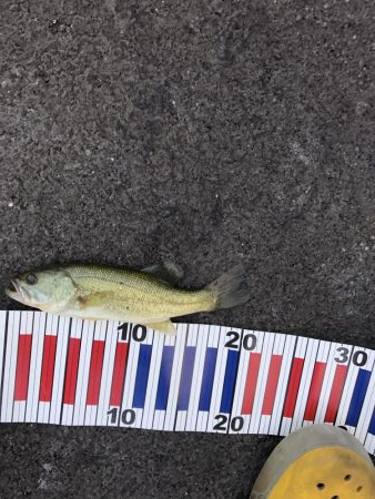 減水影響あるなぁー