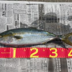 ２週間ぶりのツバス