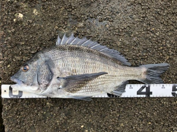 イチノ兄弟、釣果！