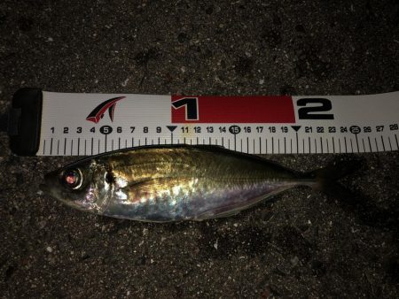 タチウオが安定してきたかな？