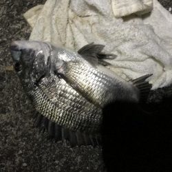 サナギフカセ2nd