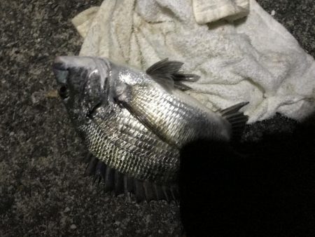 サナギフカセ2nd