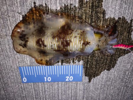 夏いかエギング