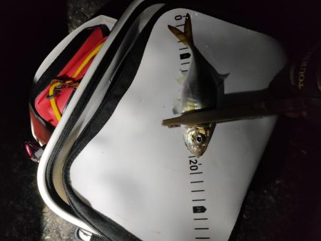 流星アジング調査