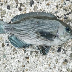 フカセ釣り、あたり少ない、、、