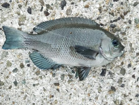 フカセ釣り、あたり少ない、、、