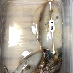早生まれのアオリイカ?