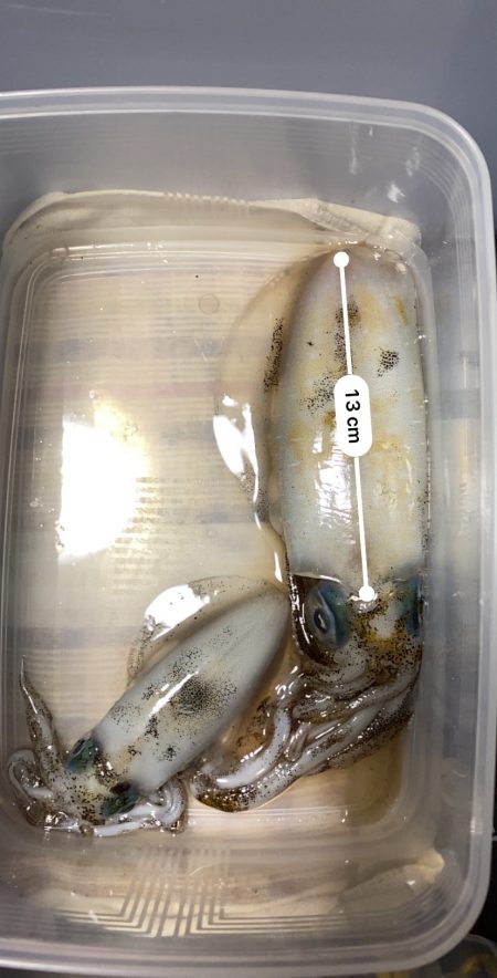 早生まれのアオリイカ?