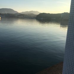 コサバ35匹、イワシ3匹