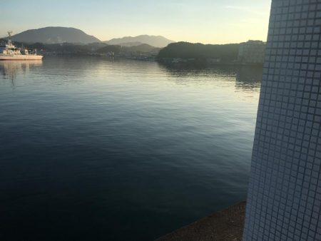 コサバ35匹、イワシ3匹