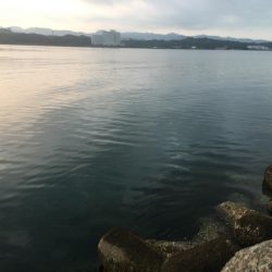 磯間港波止で良型コサバ20匹