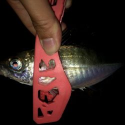 早朝アジングin大阪6