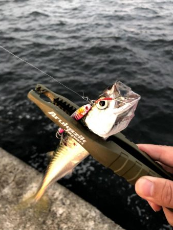 早朝アジングならぬサバング11