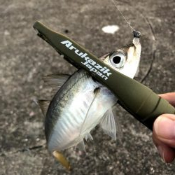 早朝アジングin大阪南港（20200818）