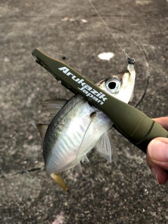 早朝アジングin大阪南港（20200818）