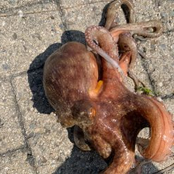 梅雨明け、タコ爆釣！！