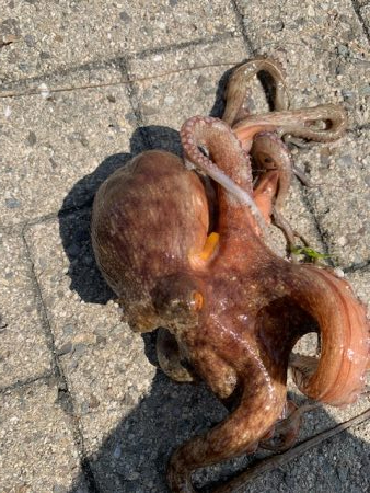 梅雨明け、タコ爆釣！！