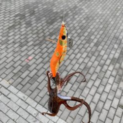 タコ、一回り大きい