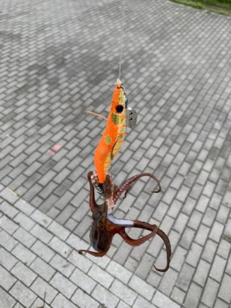 タコ、一回り大きい