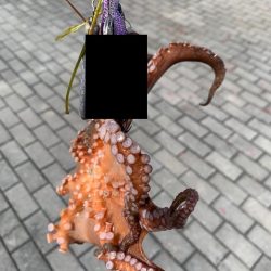 メクリアジとタコ